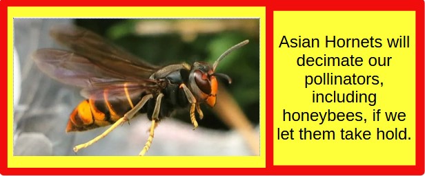 link to the asian hornet page
