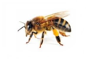 This is a Honey Bee