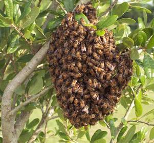 A swarm of Honey Bees