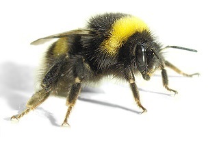 This is a Bumble Bee