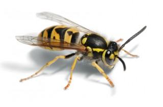 This is a wasp